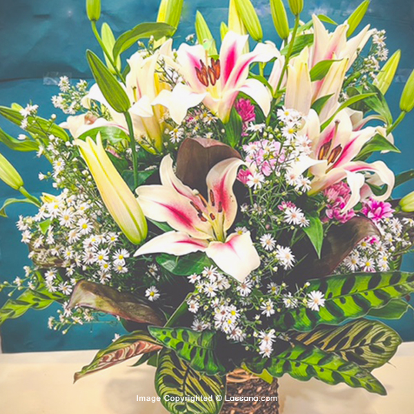 SPRING WHISPHERS - Lovely Lilies - in Sri Lanka